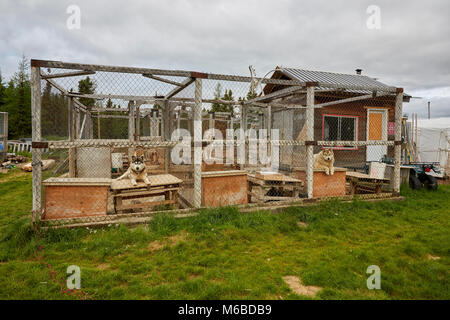 Alaska Malamute los perros en jaula, Fermont, Quebec, Canadá Foto de stock