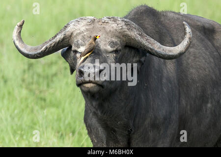 Bull Cape Buffalo con amarillo-facturados oxpecker (Buphagus africanus), el Parque Nacional Queen Elizabeth, Uganda, África Foto de stock