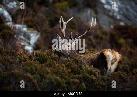 Ciervo ciervo, Applecross, Escocia