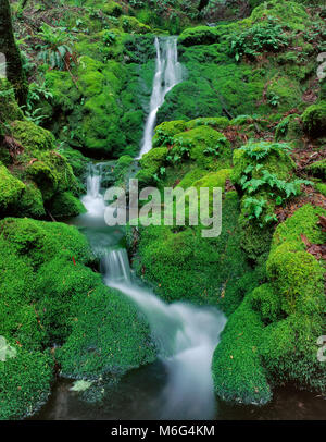 Moss Falls, Cataratas Canyon, el Monte Tamalpais, Marin County, California
