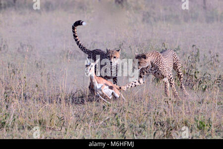 El Parque Nacional de Serengeti, en Tanzania, es uno de los más espectaculares destinos de vida silvestre en la tierra. Caza cheetah sequnce hermanos matando gacelas Foto de stock
