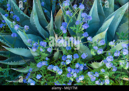 Agave Azul Phacelia: Glorietta Canyon, Desierto Anza-Borrego Foto de stock