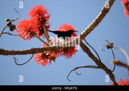 Erythrina con Sunbird Foto de stock