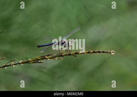 Un joven australiano macho negro-dirigido Skimmer Libélula descansando sobre una planta de tallo