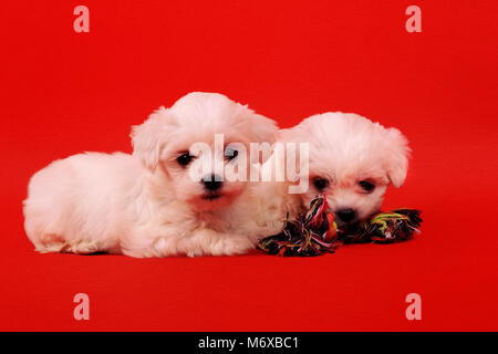 Juguetes para cachorro bichon maltes hot sale