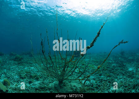Arrecifes de coral muerto, muerto seafan, causado por el calentamiento global, Bullenbaai, Curazao, Antillas Neerlandesas, Caribe, Mar Caribe Foto de stock
