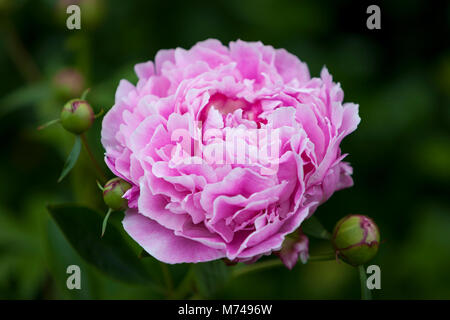 Rosa Peonía - Género Paeonia, el único género de la familia Paeoniaceae Rosa Peonía - Género Paeonia, el único género de la familia Paeoniaceae