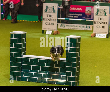 Birmingham, Reino Unido. 9 Mar, 2018. Crufts Dog Show Birmingham, Reino Unido. Agilidad perros competencia en la arena principal en este año del Crufts Dog Show en Birminghams NEC. Crédito: Charlie bryan/Alamy Live News