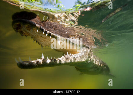 Morelets, cocodrilos Crocodylus moreletii, Cancún, Yucatán, México Foto de stock