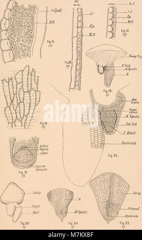 Botanisches; Órgano referierendes Zentralblatt für das der Botanik Gesamtgebiet (1892) (20216713099) Foto de stock