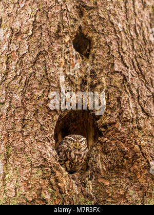 Pequeño Búho (Athene noctua): inspección del árbol hueco. Foto de stock