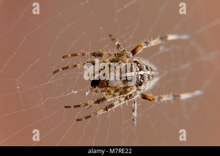 Jardín Orb Spider en su web en primer plano
