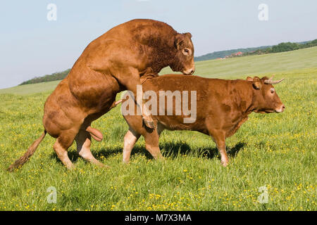 Ganado Limousin: toro sirve una vaca en una pluma Foto de stock