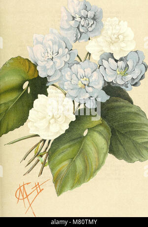 Boletín de la Socit d'horticultura de Genve (1868-) (19809198044) Foto de stock