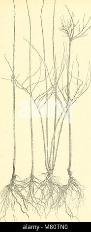 Boletín de la Socit d'horticultura de Genve (1868-) (19810794153) Foto de stock