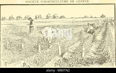 Boletín de la Socit d'horticultura de Genve (1868-) (20405500496) Foto de stock