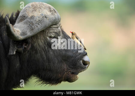 Un búfalo descansa en el Parque Nacional Chobe en Botswana. Foto de stock