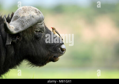 Un búfalo descansa en el Parque Nacional Chobe en Botswana. Foto de stock