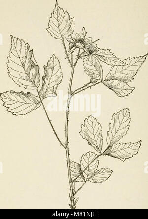 Bush frutos; una monografía de horticultura de frambuesas, moras, grosellas, dewberries, grosellas y otros arbustos como las frutas (1898) (20501561922) Foto de stock