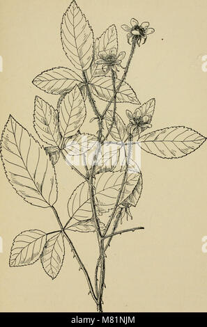 Bush frutos; una monografía de horticultura de frambuesas, moras, grosellas, dewberries, grosellas y otros arbustos como las frutas (1907) (14778437082) Foto de stock
