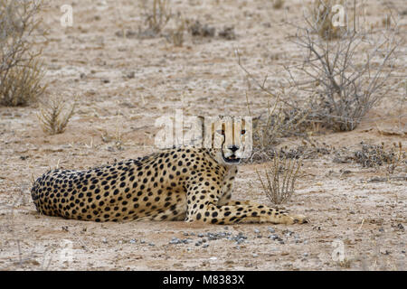 Guepardo (Acinonyx jubatus), descansando macho, alerta, el Parque Transfronterizo Kgalagadi, Northern Cape, Sudáfrica, África Foto de stock
