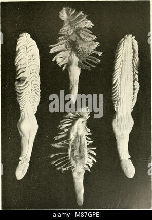Die Fauna südwest-Australiens. Ergebnisse der Hamburger südwest-australischen Forschungsreise 1905 (1910) (20921920991) Foto de stock