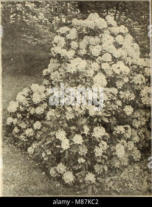 Dreer's Wholesale price list - semillas, plantas, bulbos, etc. (1913) (20872125170) Foto de stock