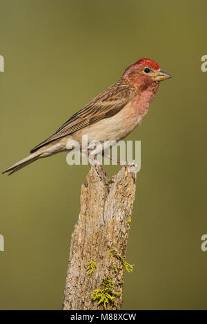 Cassin's Finch macho posado Foto de stock
