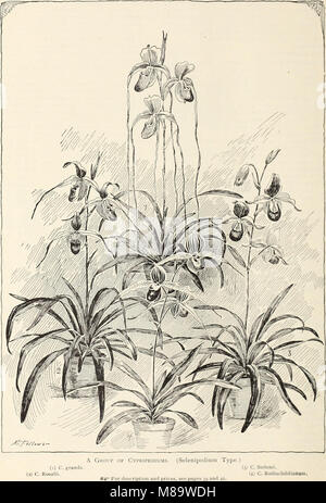 General ilustrada y catálogo descriptivo de nuevo, plantas raras y valiosas (1897) (19927699864)