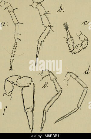 Danmarks fauna; illustrerede haandbøger más Den Danske dyreverden.. (1907) (20646462740) Foto de stock