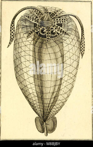 Denys Montforts allgemeine und besondere Naturgeschichte der Weichwürmer - Mollusques, als Buffonschen Fortsetzung der Naturgeschichte (1803) (20237163764) Foto de stock