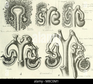 Enfermedades de los riñones, los uréteres y la vejiga, con especial referencia a las enfermedades de las mujeres (1922) (14579350537) Foto de stock
