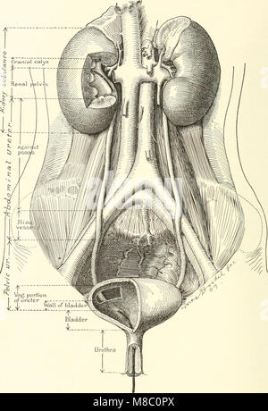 Enfermedades de los riñones, los uréteres y la vejiga, con especial referencia a las enfermedades de las mujeres (1922) (14785704153) Foto de stock