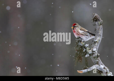 Grote Barmsijs in de sneeuw; Mealy Redpoll en la nieve. Foto de stock