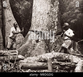 1940 África oriental de Uganda - bosque de Budongo, tala de árboles de caoba y aserrado