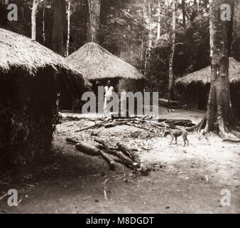 1940 África oriental de Uganda - bosque de Budongo, tala y aserrado de árboles de caoba - cabañas woodsmens
