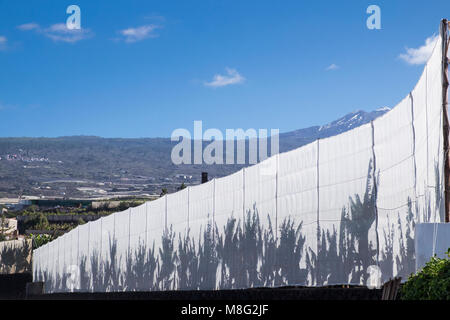 Las sombras de las plantas de banano en una malla blanca valla alrededor de una plantación, con un cielo azul y un nevado el Teide al fondo, Tenerife, Canarias Foto de stock