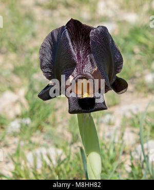 Flores de israel iris negro fotografías e imágenes de alta resolución -  Alamy