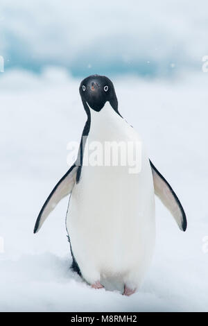 Un pingüino Adelia se encuentra en la parte superior de un iceberg como cae la nieve en la Antártida. Foto de stock