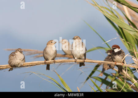 Spaanse Mus; Español Sparrow, Passer hispaniolensis ssp. transcaspicus, Turquía Foto de stock