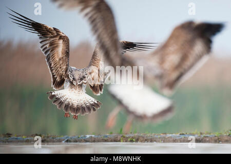 Pontische meeuwen vliegend; Caspian Gaviotas volando Foto de stock