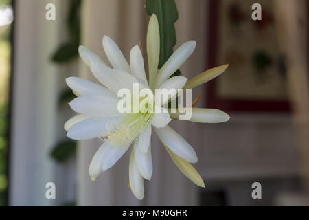 'Blanco esplendor' de orquídeas, cactus (Bladkaktus Epiphyllum)