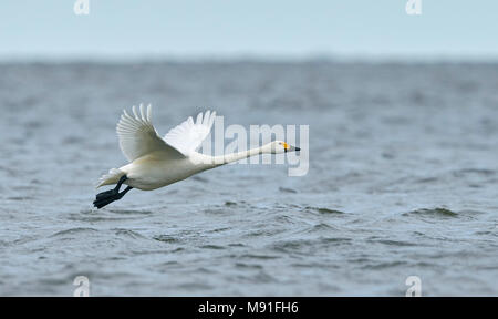 La tundra de Bewick Swan Swan Pikkujoutsen Estonia Eesti Viro Cygnus columbianus Foto de stock