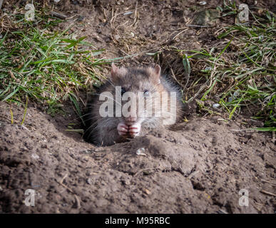 Brown rata Rattus norvegicus alimentándose en la entrada a su madriguera en un banco soleado en Gloucestershire, Reino Unido Foto de stock