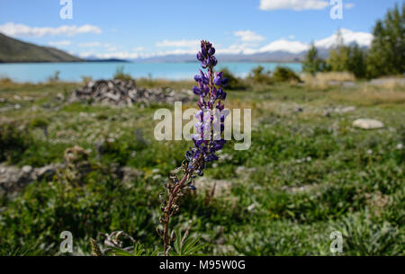 Hermosas flores de altramuz en el Lago Tekapo, Nueva Zelanda