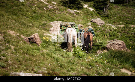 Pack caballos que pastan en un paquete viaje, mostrando sus vagabundos (Columbia Británica, Canadá) Foto de stock