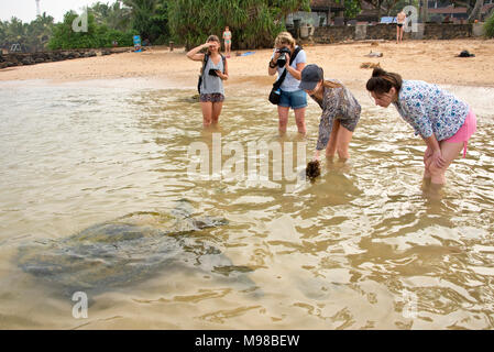 Cada día estas tortugas verdes marinas llegan a la playa, Hikkaduwa, Sri Lanka, donde se han acostumbrado a la gente para darles de comer algas. Foto de stock