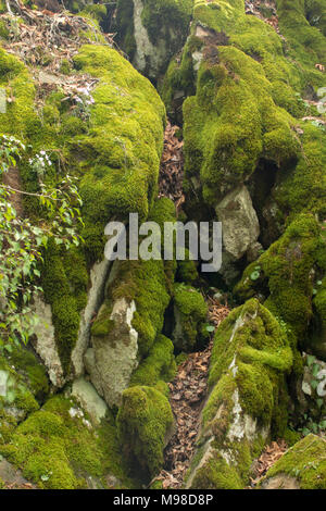 En troodos rocas cubiertas de musgo y flores silvestres en el Caledonian trail, las montañas Troodos, Chipre, Mediterráneo, Europa Foto de stock
