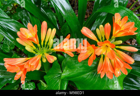 Clivia, Amaryllidaceae, Lily Kaffir, Cypress Garden, Mill Valley, California.