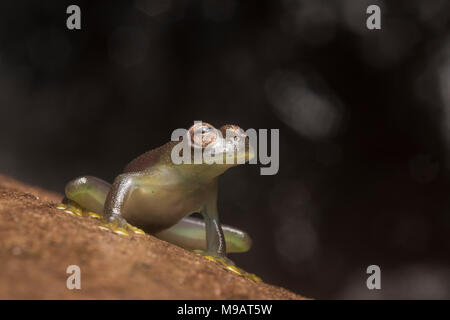 El cochran (Rulyrana glassfrog saxiscandens) sólo se encuentra en los